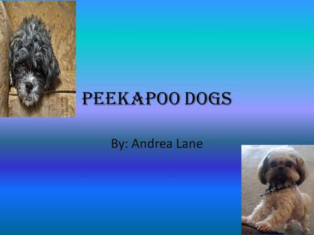 Peekapoo Dogs By: Andrea Lane. Qualities of the Peekapoo A cross between Pekingese & poodle A companion dog Very active and energetic Very smart dogs.