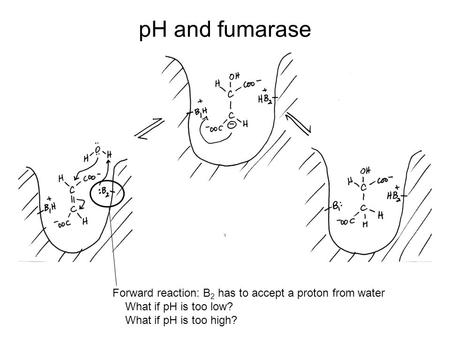 PH and fumarase Forward reaction: B 2 has to accept a proton from water What if pH is too low? What if pH is too high?