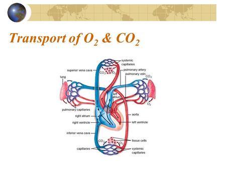 Transport of O 2 & CO 2. Transport of O 2 Oxygen in blood bound to hemoglobin (98.5%) dissolved in the plasma (1.5%) Almost all oxygen in the blood is.