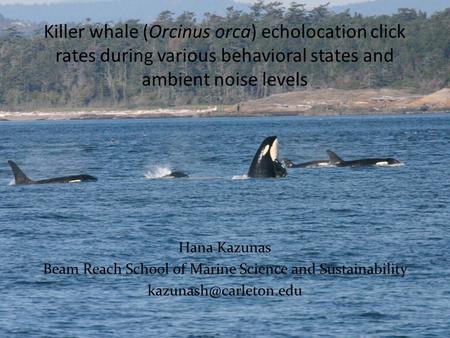 Killer whale (Orcinus orca) echolocation click rates during various behavioral states and ambient noise levels Hana Kazunas Beam Reach School of Marine.