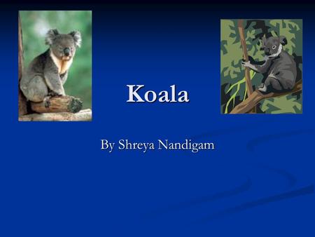 Koala By Shreya Nandigam.