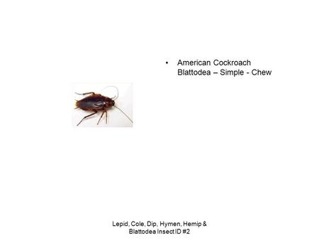 American Cockroach Blattodea – Simple - Chew Lepid, Cole, Dip, Hymen, Hemip & Blattodea Insect ID #2.