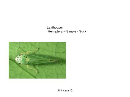 Leafhopper Hemiptera – Simple - Suck All Insects ID.