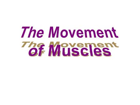 3 Basic Types of Muscle Contractions Concentric – A muscle fibres shorten – Ex. biceps shorten when lifting an object Eccentric – A muscle fibres lengthen.