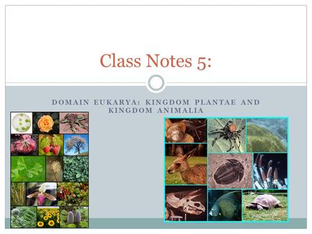 DOMAIN EUKARYA: KINGDOM PLANTAE AND KINGDOM ANIMALIA Class Notes 5: