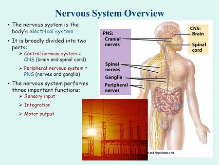 Nervous System Overview