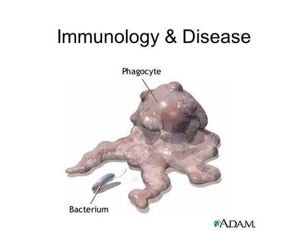 Immunology & Disease. Immunity - defense against pathogenic organisms and non-self entities Non-specific Immunity Skin (very effective if unbroken)