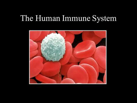 The Human Immune System. Immunology Immune system is composed of different cells and molecules. Immunology is the knowledge of immune response study and.