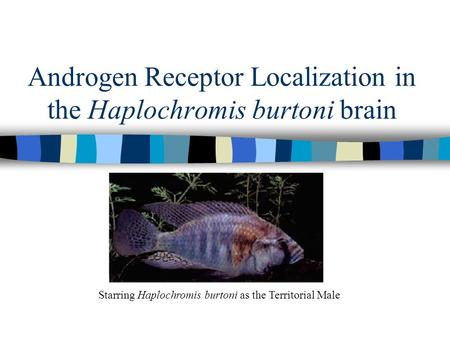 Androgen Receptor Localization in the Haplochromis burtoni brain Starring Haplochromis burtoni as the Territorial Male.