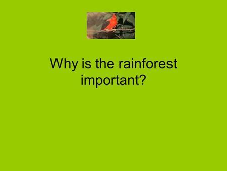 Why is the rainforest important?