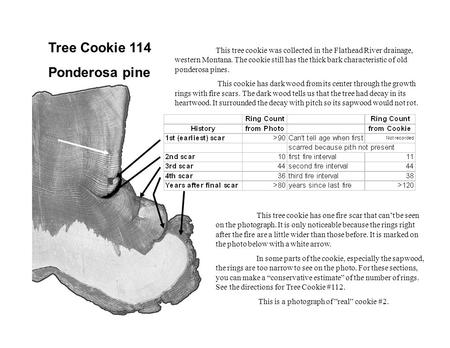 Tree Cookie 114 Ponderosa pine This tree cookie was collected in the Flathead River drainage, western Montana. The cookie still has the thick bark characteristic.