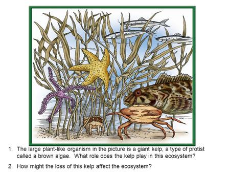 1.The large plant-like organism in the picture is a giant kelp, a type of protist called a brown algae. What role does the kelp play in this ecosystem?