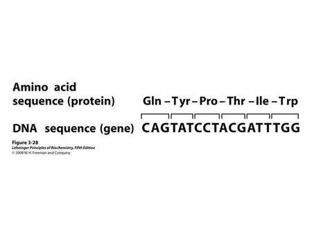 1.Overall amino acid structure 2.Amino acid stereochemistry 3.Amino acid sidechain structure & classification 4.‘Non-standard’ amino acids 5.Amino acid.