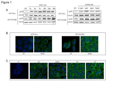 Figure 1 A -SN50-C8-S-A2-G7 B C HCT116-sHCT116-SN6 NTSN38NTSN38 HCT116-s pp38 tubulin NT 0.1µM 1µM 5µM 10µM pp38 tubulin HCT116-SN6 [SN38] 24H pp38 NT.