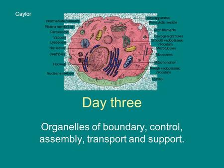 Day three Organelles of boundary, control, assembly, transport and support. Caylor.