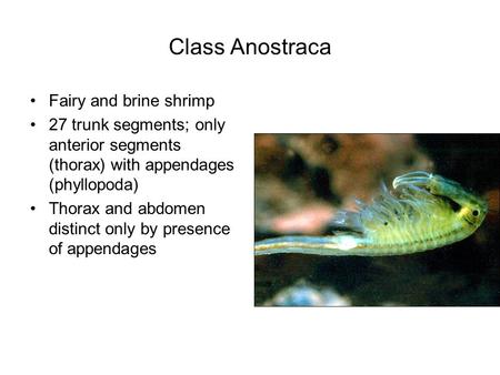 Class Anostraca Fairy and brine shrimp 27 trunk segments; only anterior segments (thorax) with appendages (phyllopoda) Thorax and abdomen distinct only.