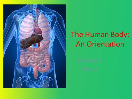 The Human Body: An Orientation