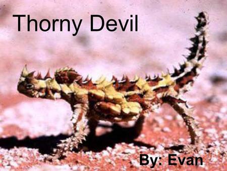 Thorny Devil By: Evan What is a Thorny Devil  It is a small lizard with spines all over its body.