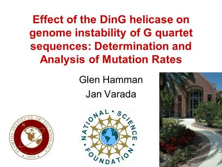 Effect of the DinG helicase on genome instability of G quartet sequences: Determination and Analysis of Mutation Rates Glen Hamman Jan Varada.