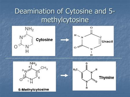 Deamination of Cytosine and 5- methylcytosine -------------------------------------------------------------------------------