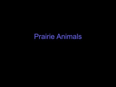 Prairie Animals Large Grazing Mammals Large grazing mammals have adapted to take advantage of the above ground prairie grasses biomass. Cellulose is.