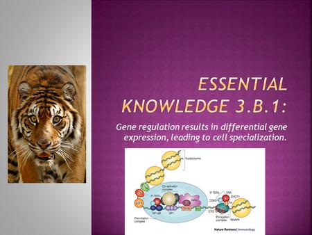 Gene regulation results in differential gene expression, leading to cell specialization.