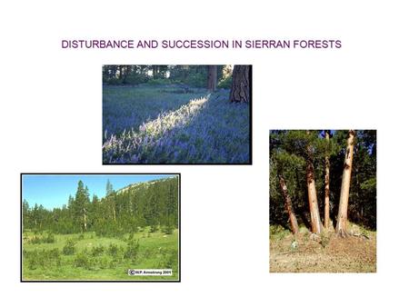 DISTURBANCE AND SUCCESSION IN SIERRAN FORESTS. disturbance- an event that clears away vegetation, opens up space and resources, e.g. fire, hurricane,