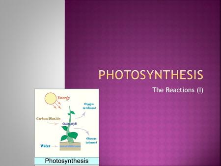 The Reactions (I).  H 2 O is absorbed by the root epidermal cellsepidermal cells  Plants absorb water and carbon dioxide through stoma (a pore surrounded.