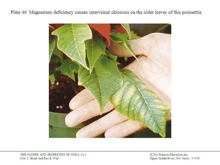 ©2002 Pearson Education, Inc. Upper Saddle River, New Jersey 07458 THE NATURE AND PROPERTIES OF SOILS, 13/e Nyle C. Brady and Ray R. Weil Plate 46 Magnesium.