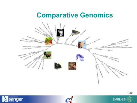 1/29 Comparative Genomics. 2/29 Overview of the Talk Comparing Genomes Homologies & Families Sequence Alignments.