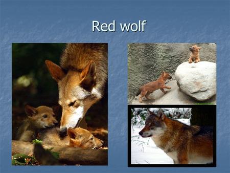 Red wolf. Original appearance From the nearest relative of grey wolf red wolves differ in less sizes. A red wolf is more slender, for him longer than.