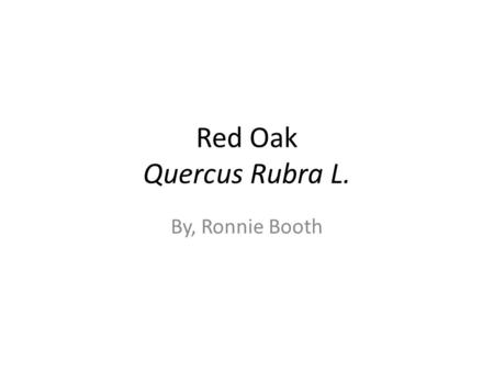 Red Oak Quercus Rubra L. By, Ronnie Booth. Classification Kingdom- Plantae Subkingdom- Tracheobionta Superdivision- spermatophyta Division- Magnoliophyta.