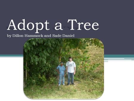 Adopt a Tree by Dillon Hammock and Sade Daniel. Names of our tree Sycamore Platanus occidentalis.