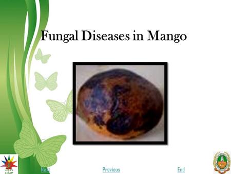 Fungal Diseases in Mango