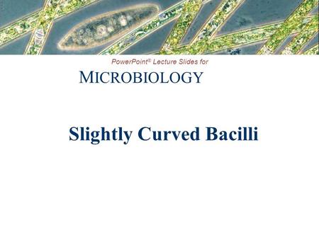 PowerPoint ® Lecture Slides for M ICROBIOLOGY Slightly Curved Bacilli.