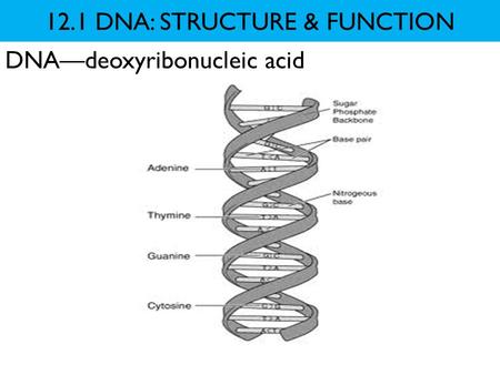 12.1 DNA: STRUCTURE & FUNCTION