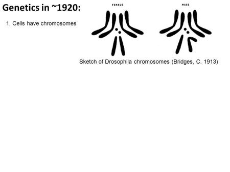 Genetics in ~1920: 1. Cells have chromosomes Sketch of Drosophila chromosomes (Bridges, C. 1913)