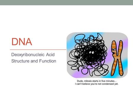 Deoxyribonucleic Acid Structure and Function