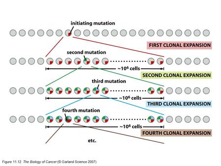 Figure The Biology of Cancer (© Garland Science 2007)