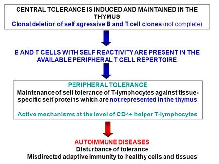 CENTRAL TOLERANCE IS INDUCED AND MAINTAINED IN THE THYMUS Clonal deletion of self agressive B and T cell clones (not complete) B AND T CELLS WITH SELF.