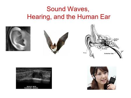 Sound Waves, Hearing, and the Human Ear. the frequency of a wave is the number of waves per unit of time usually measured in Hz (1 wave per second) humans.