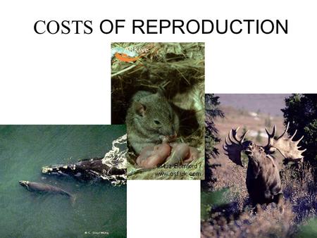 COSTS OF REPRODUCTION. COSTS FOR FEMALES A. Gestational Costs –