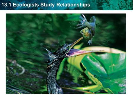 13.1 Ecologists Study Relationships. Ecology - study of the interactions between living things and their surroundings.