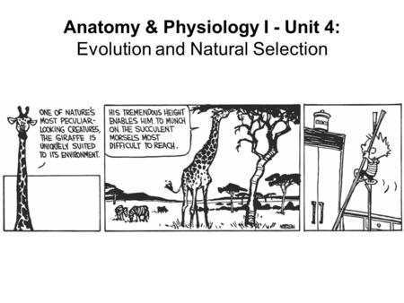 Anatomy & Physiology I - Unit 4: Evolution and Natural Selection