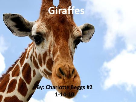 Giraffes By: Charlotte Beggs #2 1-14-10. Giraffes are known for there long tongues. There tongues can grow up to 18 inches long! That is as long as your.