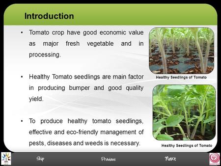 Healthy Seedlings of Tomato Healthy Seedlings of Tomato