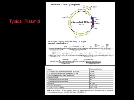 Typical Plasmid. Blue/White Selection Alpha complementation Trick alpha omega.