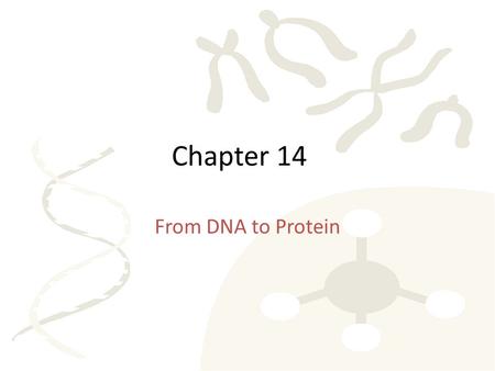 Chapter 14 From DNA to Protein. Byssus Marine mussel manufactures the ultimate underwater adhesive, a protein called byssus.