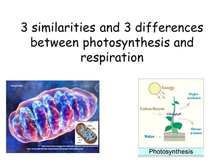 C – Describe overall process of respiration