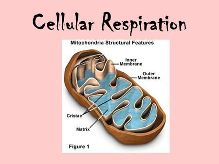 Cellular Respiration.